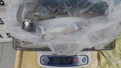 白浜見草 ヤエンでアオリイカ1675g