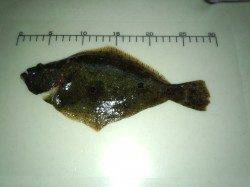 泉南エリアでメバリング、漁港内でヒラメが釣れました♪