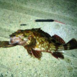 小島 エギングロッドでメバリングに挑戦☆