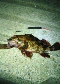 小島 エギングロッドでメバリングに挑戦☆