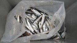 堺堤防 サビキで五目楽しめる