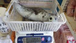 天神崎 ヤエンでアオリイカ1355g