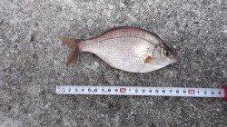 本荘人工島 探り釣りでメバル・ガシラ・ウミタナゴ