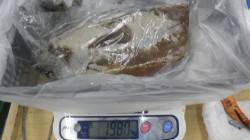 東白浜 ヤエンでコウイカ1.98kg