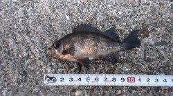 本荘人工島、短時間の探り釣りで色々釣れました♪