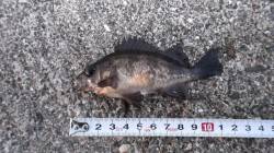 本荘人工島、短時間の探り釣りで色々釣れまし…