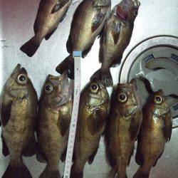 りんくうメバリング釣行♪二時間で9尾♪