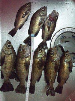 りんくうメバリング釣行♪二時間で9尾♪