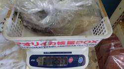 田辺元島堤防でヤエン釣り、キロアップのアオ…