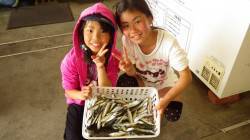 田辺芳養漁港でサビキ釣り、アジ・マイワシ・…