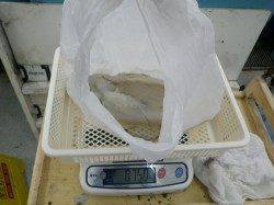 白浜椿 ヤエンでアオリイカ750g