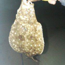 泉南エリアでメバリング、漁港内でヒラメが釣れました♪