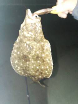 泉南エリアでメバリング、漁港内でヒラメが釣…