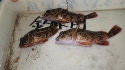 芳養漁港 お子様3人でガシラ3匹