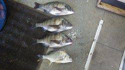 江川堤防 フカセでキビレ＆チヌ！