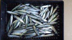 早朝、みなべ堺の波止にて子サバの釣果