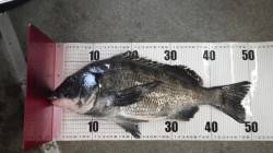 埴田漁港 紀州釣りで年無しチヌ出た！