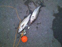 大阪南港周辺１５時～１８時のエビ撒き釣り釣果