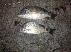 武庫川河口 投げ釣りでキビレ8枚の釣果