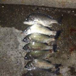 武庫川河口 投げ釣りでキビレ8枚の釣果