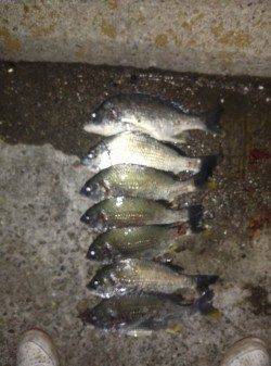 武庫川河口 投げ釣りでキビレ8枚の釣果