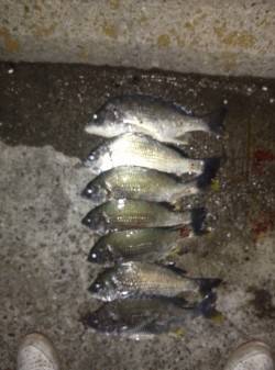 武庫川河口 投げ釣りでキビレ8枚の釣果