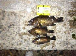 ヨットハーバーで30分程のメバリング釣行、最大26cmのメバル！