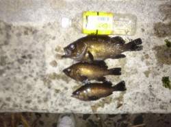 ヨットハーバーで30分程のメバリング釣行、…