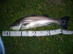 淀川河口 ルアーでシーバス45cmがヒット…