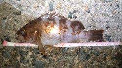 浅茂川でのメバリング、底狙いでジグヘッドでＨｉｔ！