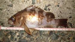 浅茂川でのメバリング、底狙いでジグヘッドで…