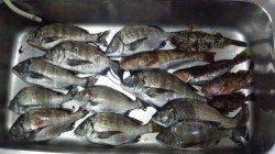 浅茂川 フカセで中型チヌ・良型アイナメで数も満足釣果☆