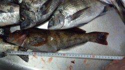 浅茂川 フカセで中型チヌ・良型アイナメで数も満足釣果☆