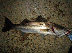 貝塚エリアでのシーバス釣果