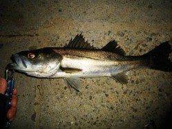 貝塚エリアでのシーバス釣果