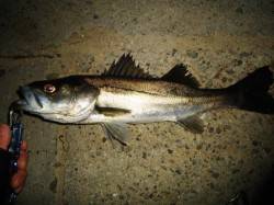 貝塚エリアでのシーバス釣果