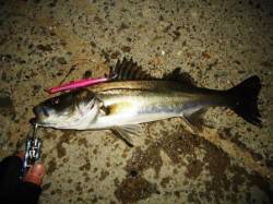 貝塚で深夜シーバス、暖かくなってからの釣果…