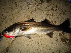 貝塚 日没直後にルアーでシーバス60cm！…