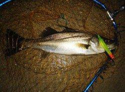 貝塚 雨上がりの夜にルアーでシーバス40＆35cm