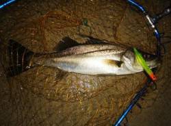 貝塚 雨上がりの夜にルアーでシーバス40＆…