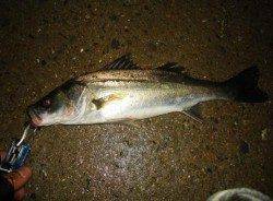 貝塚 雨上がりの夜にルアーでシーバス40＆35cm