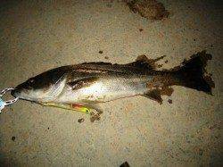 貝塚でシーバス、爆発まで秒読み段階か？