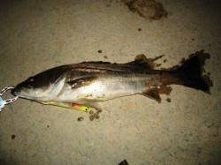 貝塚でシーバス、爆発まで秒読み段階か？