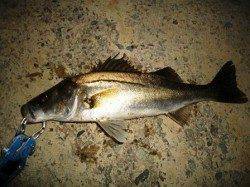 貝塚でシーバス、爆発まで秒読み段階か？