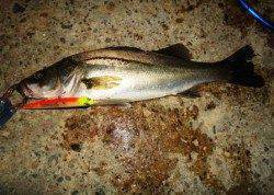 貝塚 ルアーでシーバス3匹 バチパターン最高の時合いも爆風