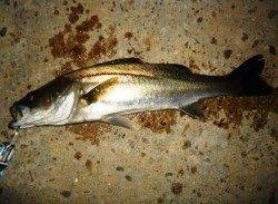 貝塚 ルアーでシーバス3匹 バチパターン最高の時合いも爆風