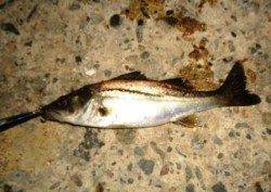 貝塚 21時からルアーでシーバス狙い☆