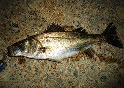 貝塚 21時からルアーでシーバス狙い☆