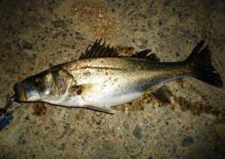 貝塚 21時からルアーでシーバス狙い☆