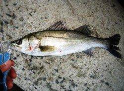 りんくうにてデイ・ゲーム！ベイトパターンのシーバスＧＥＴ！